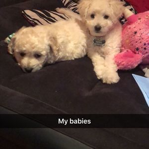 Meet your Posher, Crystal